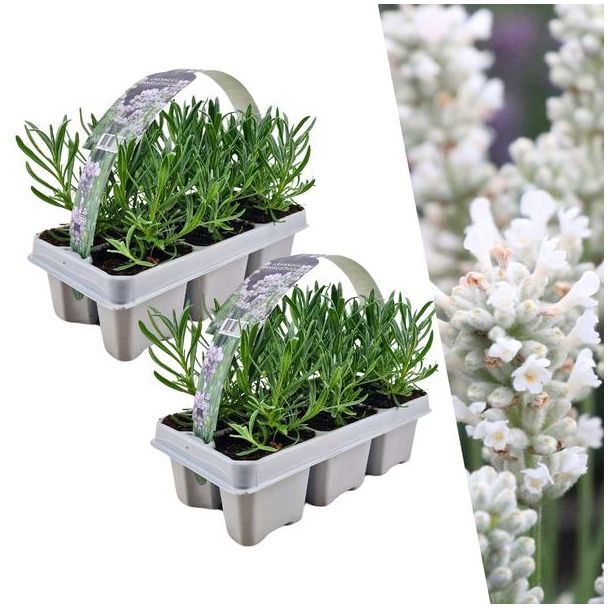 Lavendel, 2 x 6er Pack Lavendel, Farbe WEISS, Hecke, Strauch, Lavendel angustifolia weiß - 24 x Ø7 cm - ↕15 cm