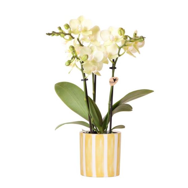Blühende Zimmerpflanze, Gelbe Phalaenopsis-Orchidee Mexiko, Blütenfarbe Creme mit sanftem Gelb + Bemalter Streifen-Topf Gelb, Topfgröße Ø9cm