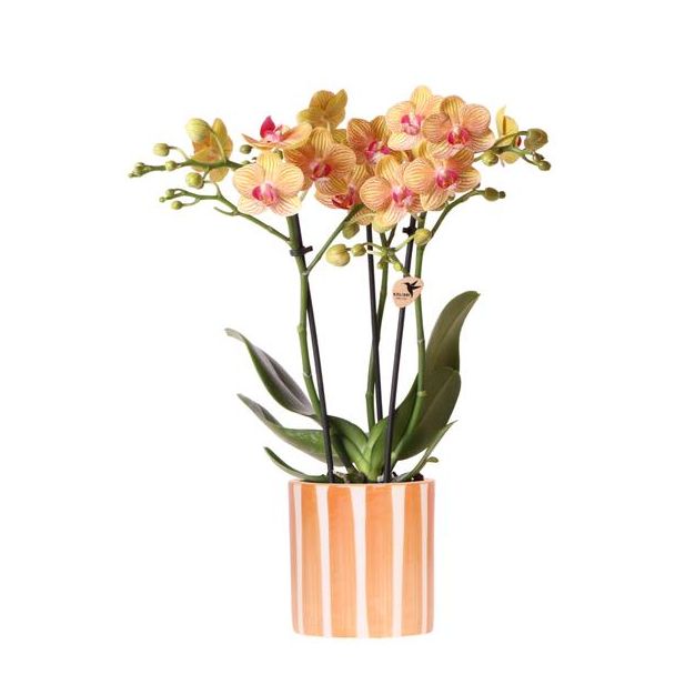 Blühende Zimmerpflanze, Orange Phalaenopsis Orchidee Jamaika + Gestreifter Topf Orange - Topfgröße Ø9cm
