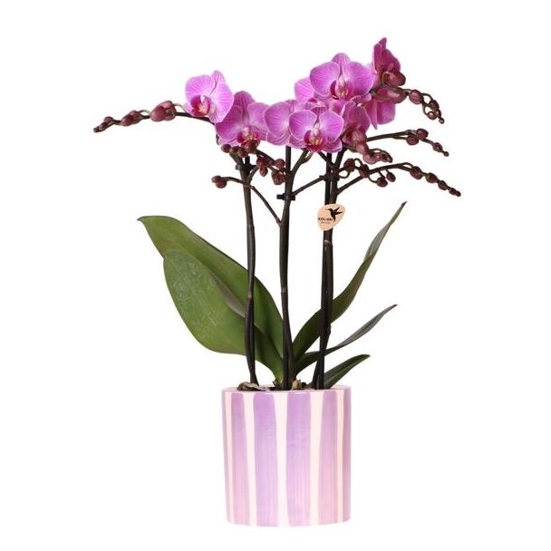 Lila Schmetterlingsorchidee Vienna + gestreifte Zierpflanze Lila - Topfgröße Ø9cm | Frisch geliefert