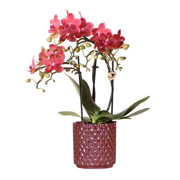 Blühende Zimmerpflanze, Rot/Rosa Phalaenopsis Orchidee Kongo + Perlen-Topf rot, Topfgröße Ø9cm