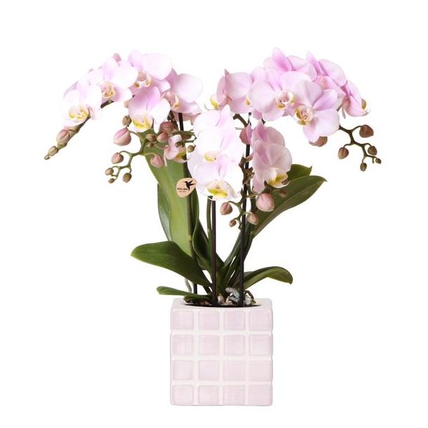 Betörendes Rosa: Phalaenopsis-Orchidee mit Mosa-Schale | Topfgröße Ø9cm | Frisch geliefert