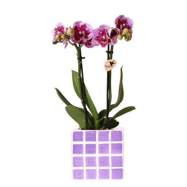 Phalaenopsis-Orchidee El Salvador mit Mosa-Zierpot, Blütenfarbe Lila und Violett, Schmetterlingsorchidee | Topfgröße Ø9cm | Frisch geliefert