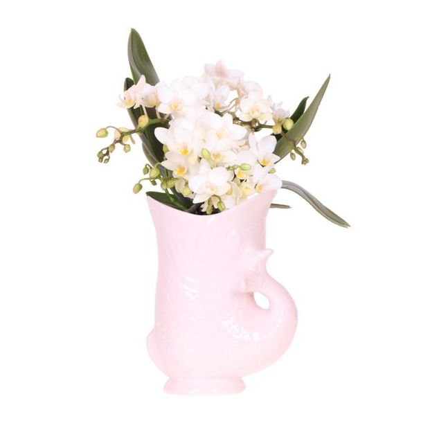 Schmetterlingsorchidee Nazaré, Farbe Weiß, Fischtopf Rosa, blühende Zimmerpflanze, Phalaenopsis-Orchideen, Topfgröße 09 cm