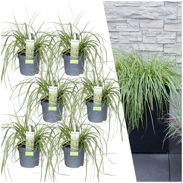 Ziergras, 6 Stück, Immergrün, Beetpflanzen, Farbe Grün, Carex hachijoensis Evergold - Ø 14 cm - ↨ 25 cm