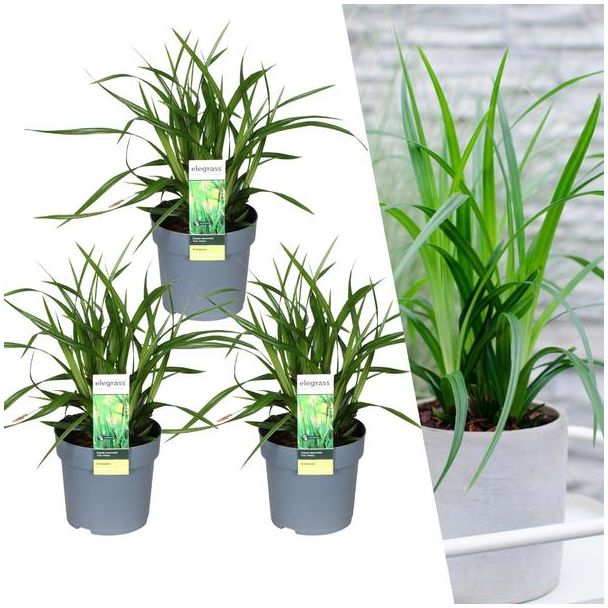Ziergras, 3 Stück, Immergrün, Beetpflanzen, Farbe Grün, Carex morrowii 'Irish Green' - ↨30cm - Ø14