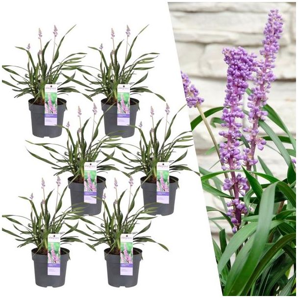 Liriope muscari 'Ingwersen' – Wintergrünes Liliengras mit lila Blüten (Set von 3 oder 6 Stück)