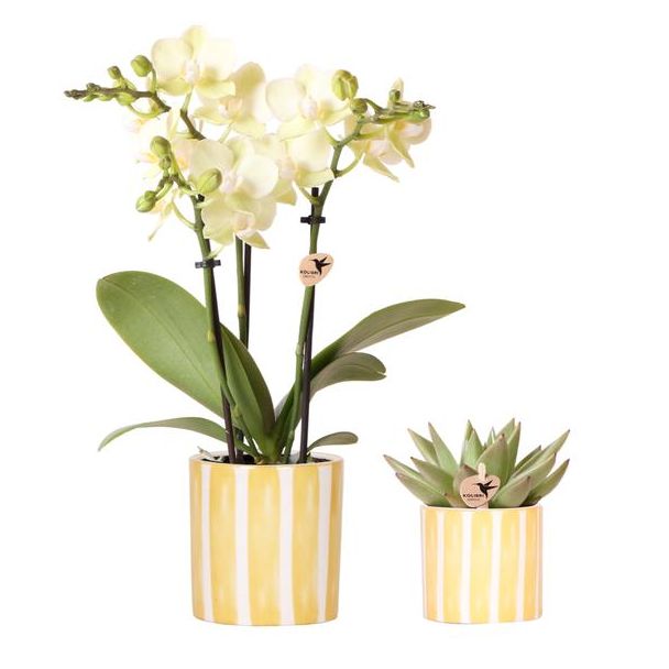 Geschenk-Tipp! Geschenkset mit gelber Orchidee Mexiko Ø9cm, grüner Sukkulente Ø6cm, bemalter Streifen-Übertopf