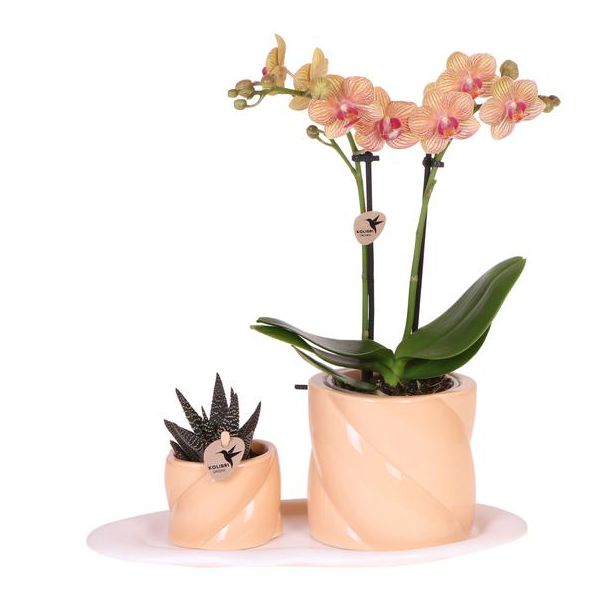 Geschenkset Optimismus klein Pfirsich, Orange Orchidee Ø9cm, Grüne Sukkulente Ø6cm, Süße Dekotöpfe, Weißes Organisches Tablett