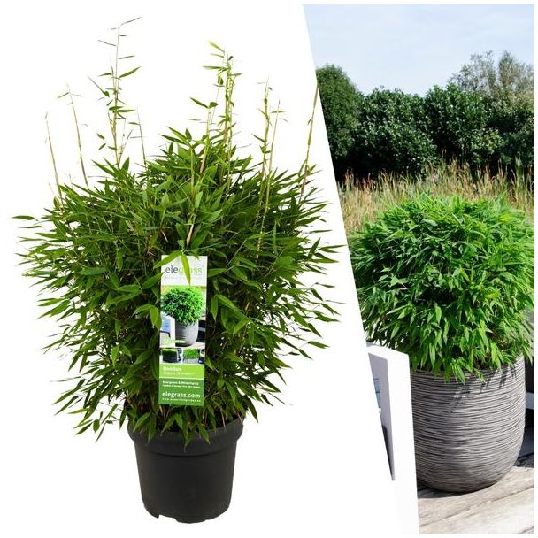 Fargesia Moontears Boobux bamboe in pot Ø29 cm – hoogte 70 cm