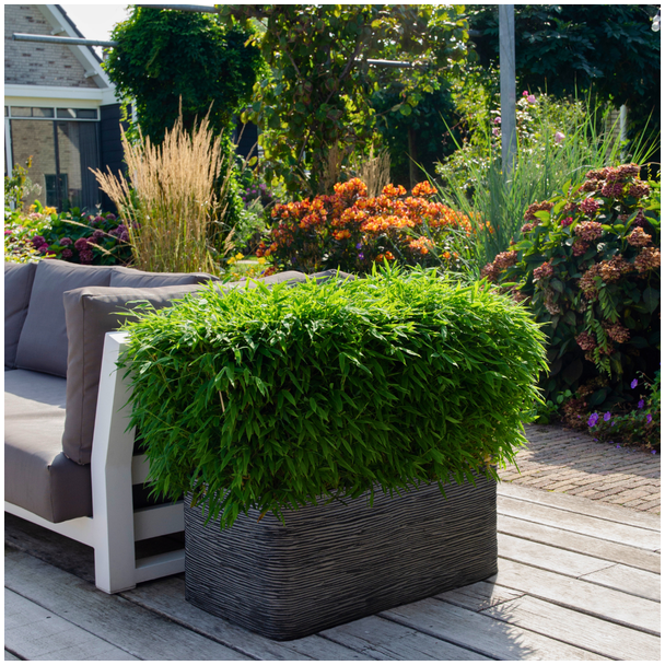 Niet-woekerende bamboe – ideaal voor tuin of balkon