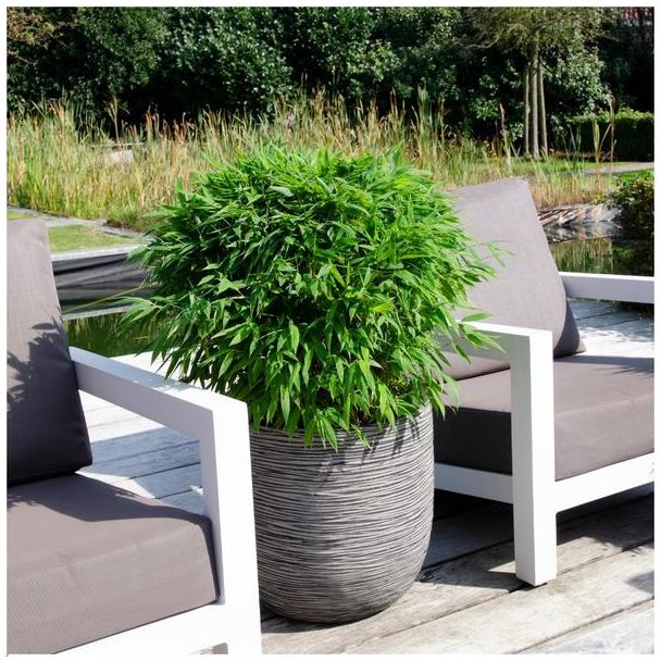Niet-woekerende bamboe – ideaal voor tuin