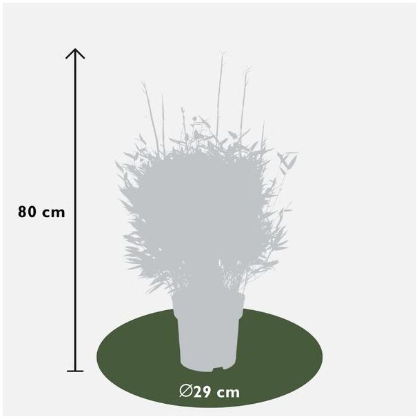 tekening Fargesia Moontears Boobux bamboe Ø29 cm – hoogte 70 cm