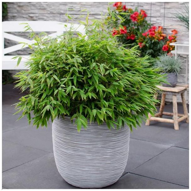 Groenblijvende bamboe Fargesia murieliae Moontears in sierpot