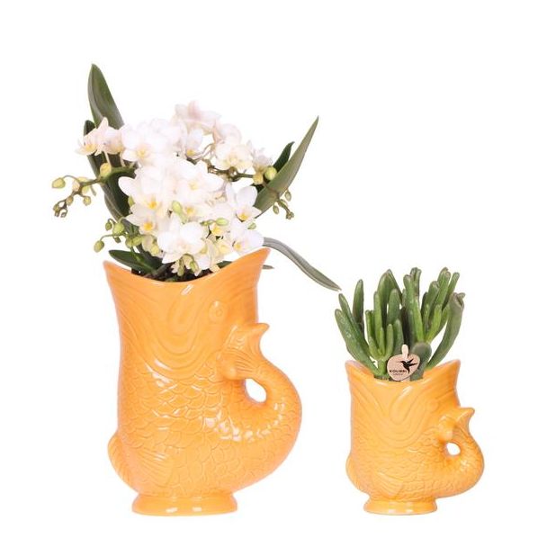 Blühende Zimmerpflanze, Set von weißen Phalaenopsis-Orchideen Amabilis im Fischtopf grün, Sukkulente im bemalten Streifen-Topf grün, Topfgröße Ø9cm