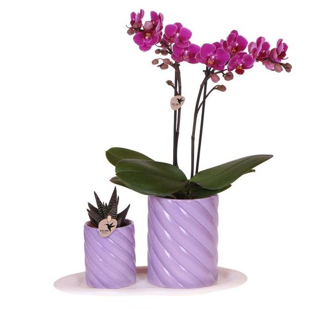 Geschenkset klein lila, Orange Orchidee Morelia Ø9cm, Grüne Sukkulente Ø6cm, Süße Dekotöpfe, Weißes organisches Tablett