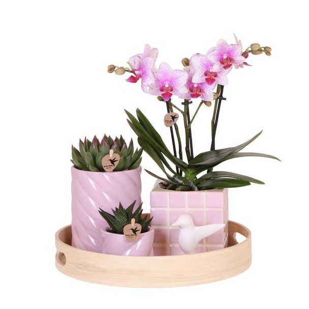 Geschenkset Bunte Optimismus Rosa, Orange Orchidee Ø9cm, Grüne Sukkulente Ø6cm, Keramische Ziertöpfe, Dekoschale aus Bambus