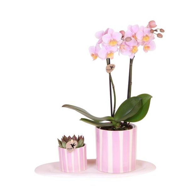 Geschenkset Mediterraner Sonnenuntergang klein, Rosa Schmetterlingsorchidee Andorra, in bemalter Streifen-Sichttopf Topfmaß 09cm, Grüne Pflanze bemalter Streifen, Topfmaß 06cm, Ovales weißes Tablett.