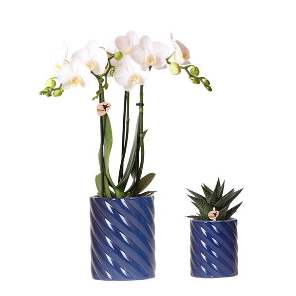 Stilvolle Duo-Pflanzen-Set, 1x Weiße Schmetterlingsorchidee Amabilis und 1x Sukkulent, Candy Dekorationsübertöpfe Blau, Topfgröße Ø9cm & Ø6cm, Blühende Zimmerpflanze