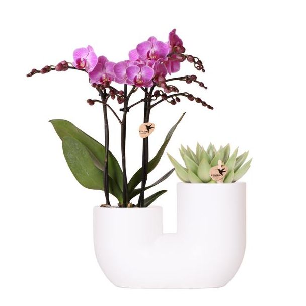 Stilvolle Duo Pflanzenpot Tube Zierpot Weiß, Set von 1 Rosa Schmetterlingsorchidee Wien und 1 Sukkulente, Topfgröße Ø9cm, Blühende Zimmerpflanze