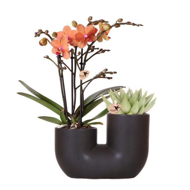 Stilvolle Duo-Pflanzenpot Tube Zierpot Schwarz, Set von 1 Orange Schmetterlingsorchidee Bolzano und 1 Sukkulent, Topfgröße Ø9cm, Blühende Zimmerpflanze