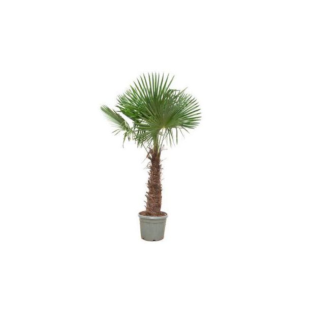 Chinesische Fächerpalme, Winterharte Palme, Starke Tropenpflanze, Exotisches Aussehen, - Ø55cm - ↕240cm