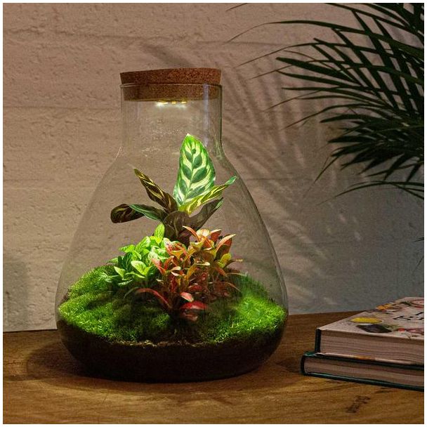 DIY Terrarium - Sam Calathea mit Licht - ↕ 30 cm - Normal