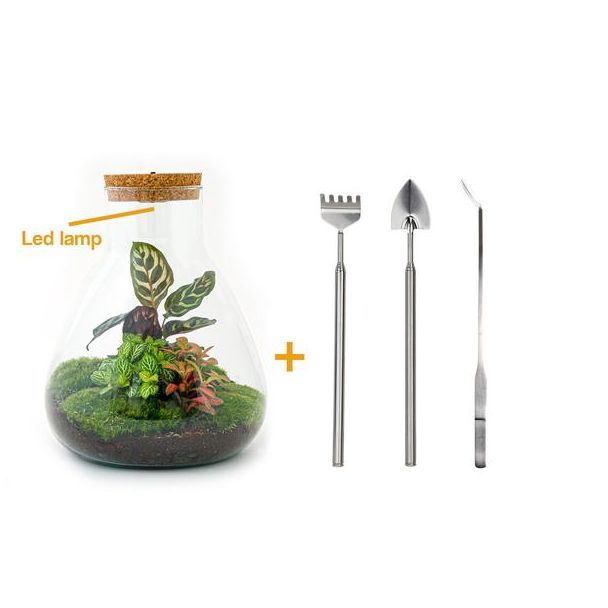 DIY-Terrarium - Sam Calathea mit Licht - ↕ 30 cm - Rechen + Schaufel + Pinzette