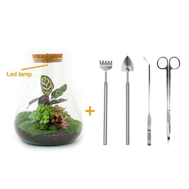 DIY-Terrarium - Sam Calathea mit Licht - ↕ 30 cm - Rechen + Schaufel + Pinzette + Schere