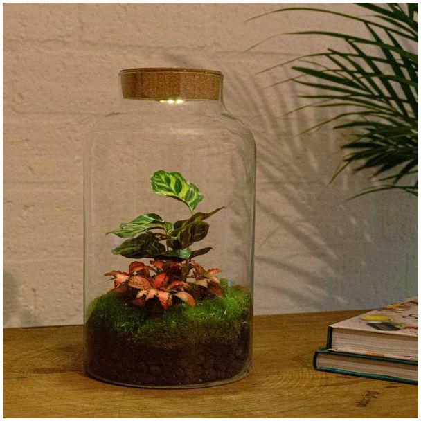 DIY-Terrarium - Milchige Kalathea mit Licht - ↕ 31 cm - Normal