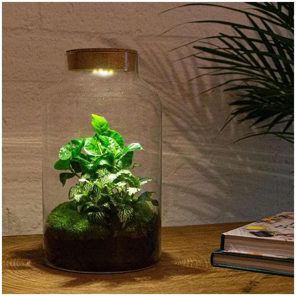 Pflanzen-Terrarium mit Beleuchtung - Milchkaffee-Kaffeepflanze - ↕ 31 cm - Selbstbau