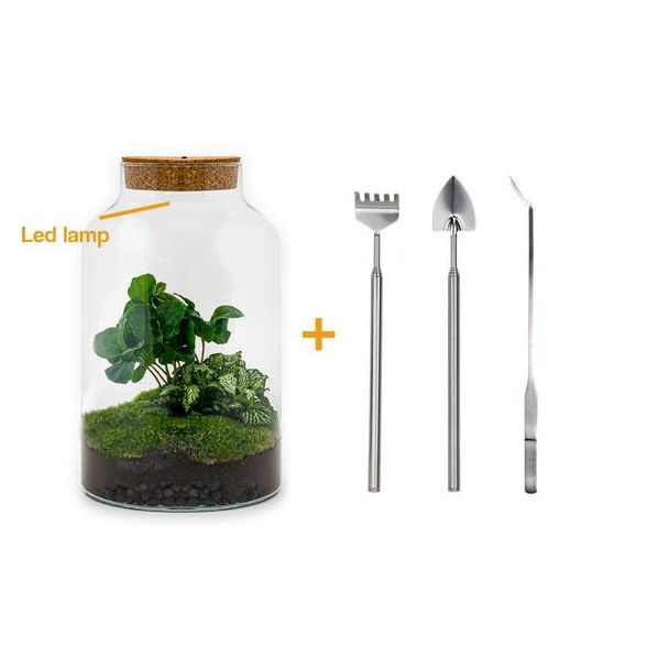 Pflanzen-Terrarium mit Beleuchtung - Milchkaffee-Pflanze - ↕ 31 cm - Selbstbau mit Rechen, Schaufel, Pinzette