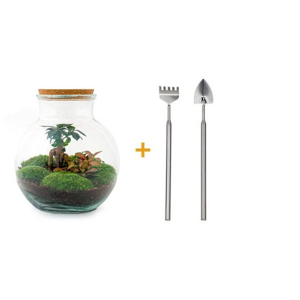 Glas Pflanzgefäß! - Teddy Bonsai - ↕ 26,5 cm - DIY - mit Rechen, Schaufel