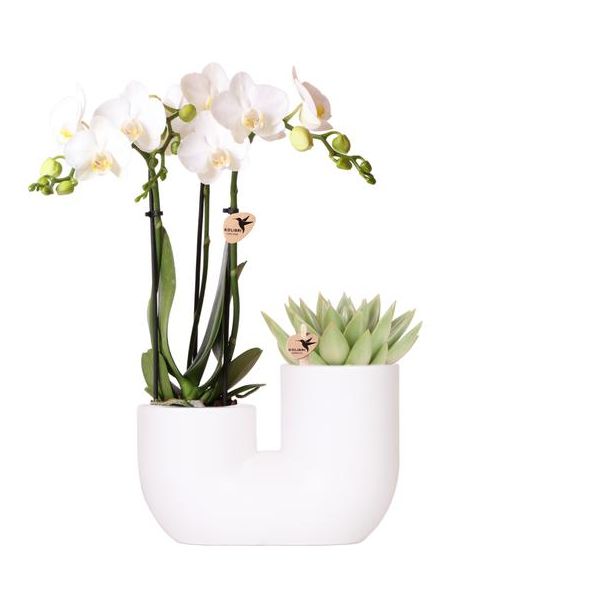 Kombiset, Geschenkidee, dekorativer Topf Weiß mit Weißer Schmetterlingsorchidee Amabilis + Sukkulent, Topfgröße Ø9cm