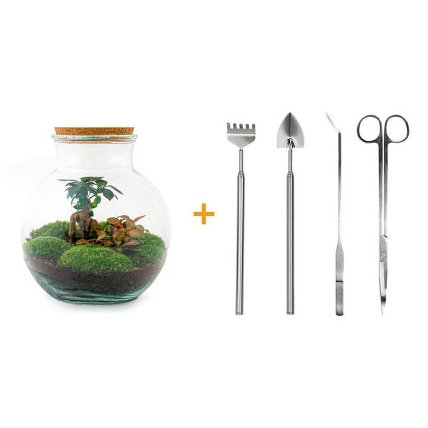 Glas Pflanzgefäß! - Teddy Bonsai - ↕ 26,5 cm - DIY - mit Rechen, Schaufel, Pinzette und Schere