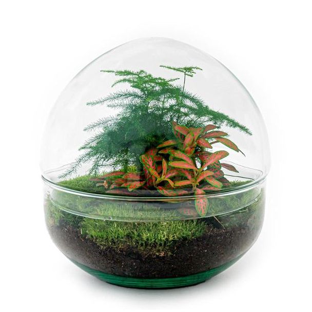 Selbstgemachtes Pflanzenterrarium - Kuppel Rot - Höhe 20 cm