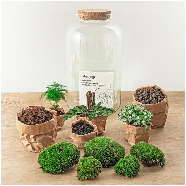 Selbstbau Pflanzen Terrarium - Botanischer XL Topf - 43 x 23 cm - Mit Pflanzen und Zubehör