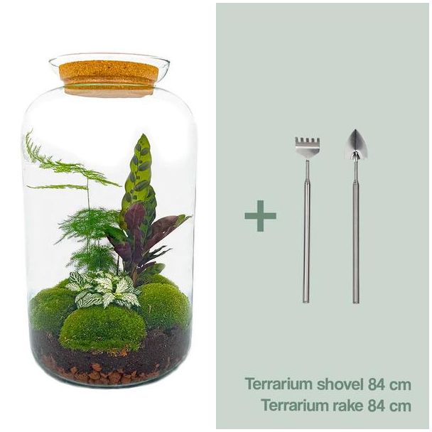 Selbstbau Pflanzen-Terrarium - Botanischer XL Topf - 43 x 23 cm - Mit Pflanzen und Zubehör inklusive Harke und Schaufel