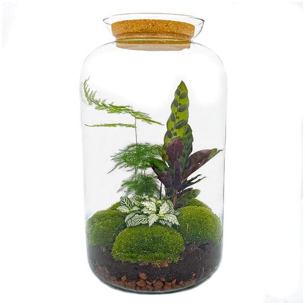 Selbstbau Pflanzen-Terrarium - Botanischer XL Topf - 43 x 23 cm - Mit Pflanzen und Zubehör wie Harke, Schaufel, Pinzette und Schere