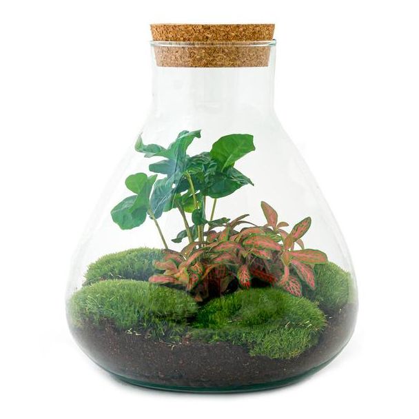 Geschenkidee: Selbstbau Pflanzen Terrarium - Sammie Coffea - Kaffeepflanze - ↕ 27 cm - DIY