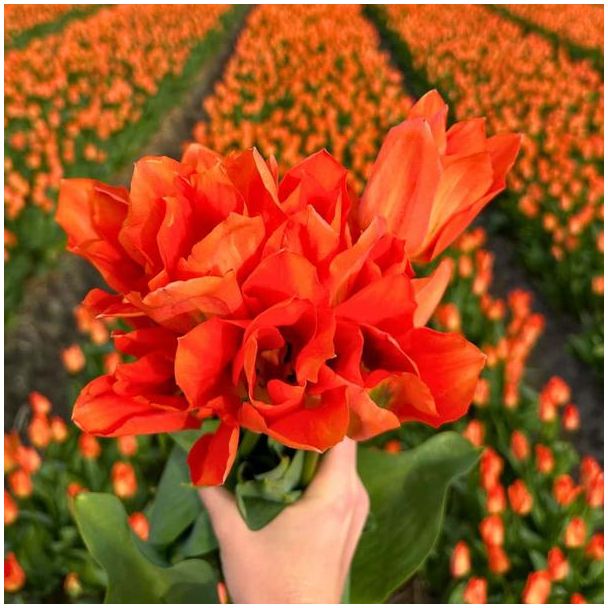Tulpenbol voor Orange Emperor Tulp | Set van 15 bloembollen voor oranje tulpen