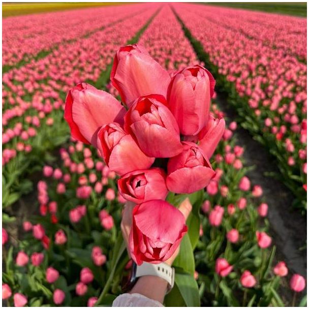 15x Blumenzwiebel Tulpe zartrosa - Rosa Blumen als Tulpenzwiebeln in nachhaltiger Verpackung - Blüht von April bis Mai