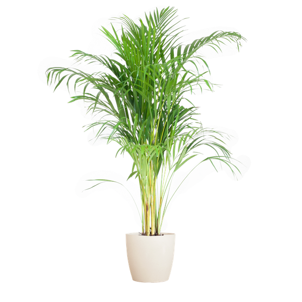 Areca-Palme (Dypsis) mit weißem Übertopf - 100 cm - Ø21