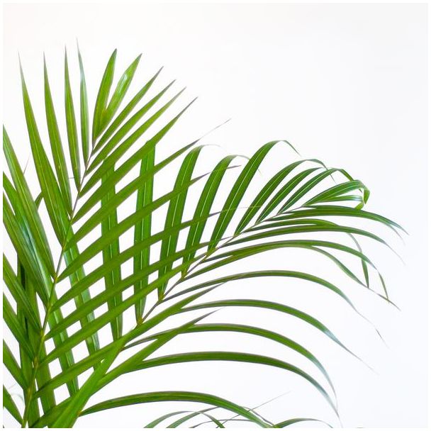 Areca-Palme (Dypsis) mit natürlichem Sofia-Topf - 100cm - Ø21