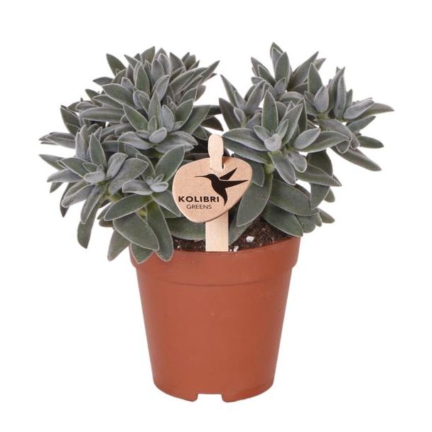 Grüne Pflanze, Sukkulente Tarantel, Fettpflanze, Farbe Grün/Grau, Wenig Pflege, Ø9cm