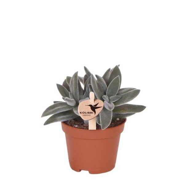 Grüne Pflanze, Sukkulente Tarantel, Fettpflanze, Farbe Grün/Grau, Wenig Pflege, Ø6cm
