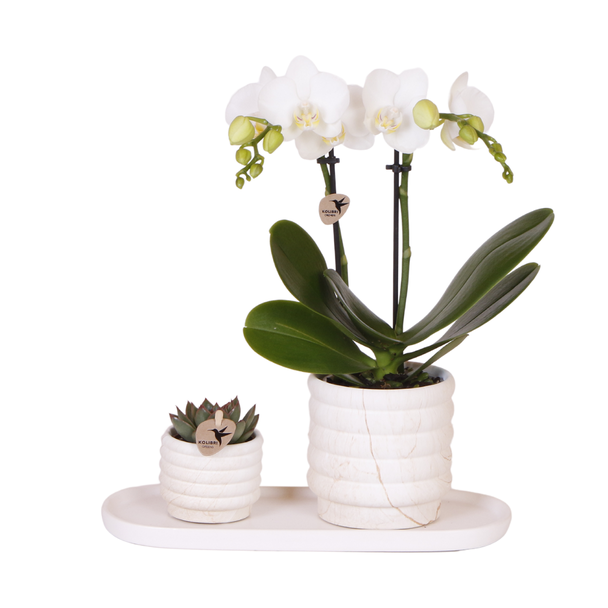 Geschenkset, Pflanzen-Set Slow Living klein, Weiße Orchidee Lausanne Ø9cm, Grüne Sukkulente Ø6cm, Keramische Zierübertöpfe, Ovales Weißes Tablett