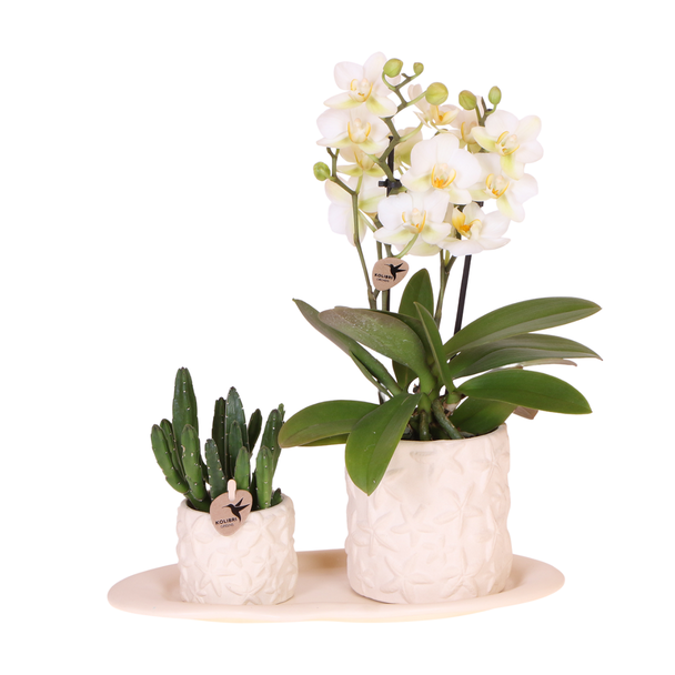 Tipp! Geschenkset, Pflanzenset Seestern klein, Weiße Orchidee Lausanne Ø9cm, Grüne Sukkulente Ø6cm, Keramische Zierpotte, Ovales DienTablett weiß