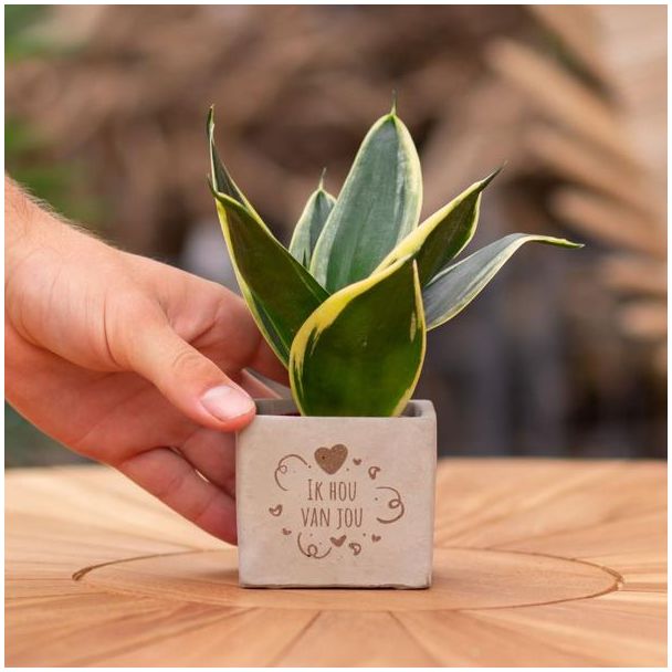 Ein Steintöpfchen mit dem Text "Ich liebe dich" und einem Sansevieria-Pflänzchen darin, Geschenk-Tipp, Nikolaus-Tipp, Weihnachtsgeschenk, Kollege, 15 cm - Ø7,5 cm
