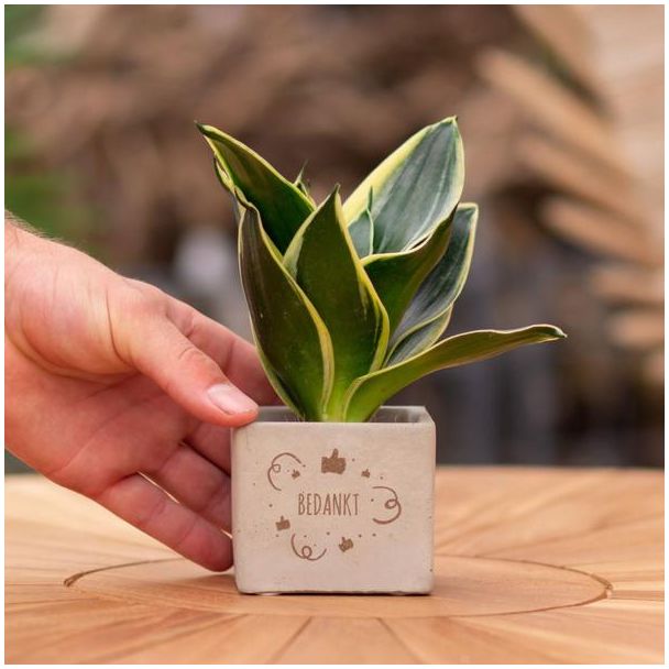 Ein Steintöpfchen mit dem Text "Danke" und einer Sansevieria-Pflanze darin, Geschenk-Tipp, Nikolaus-Tipp, Weihnachtsgeschenk, Kollege, 15 cm - Ø7,5 cm